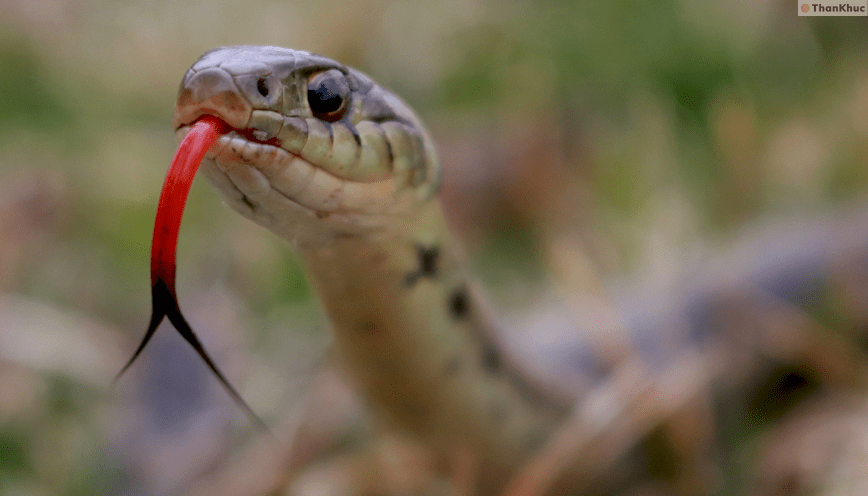 Mơ thấy rắn đánh con gì?