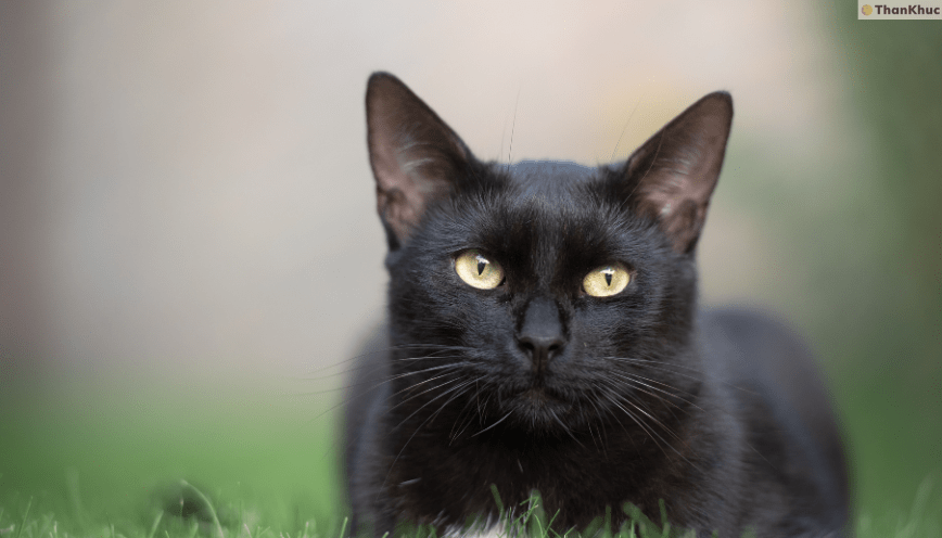 Mơ thấy mèo đen đánh con gì?