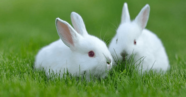 Nằm mơ thấy thỏ là điềm báo may mắn hay xui xẻo?