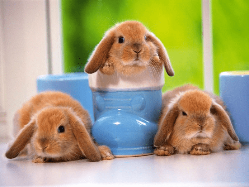 Mơ về những chú thỏ có màu sắc rực rỡ