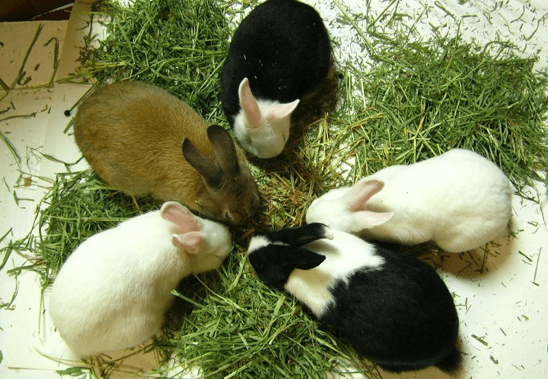 Chiêm bao thấy con thỏ đang gặm cỏ